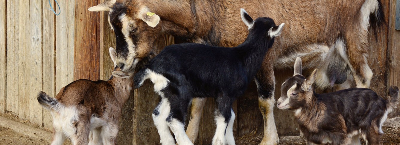 ACSLexiconGlossary Header