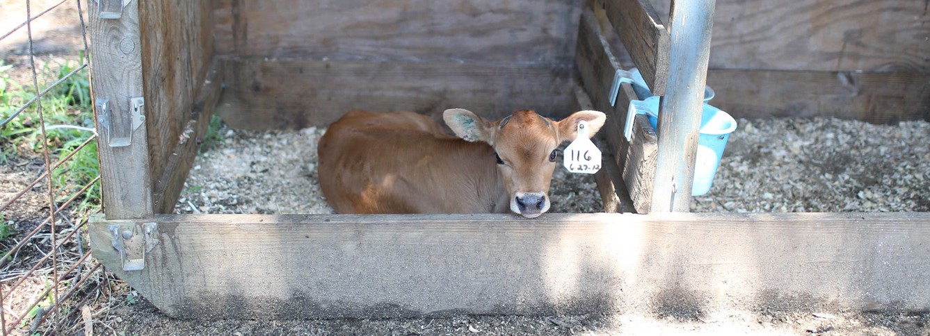 AdvocacyEngagement Header