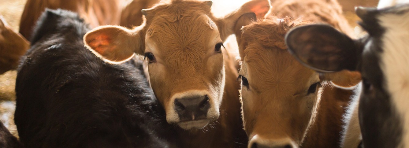 AmericanCheeseEducatioFoundationHeader