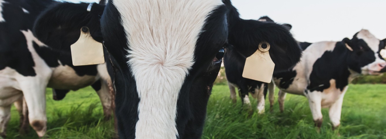 BodyOfKnowledge Header