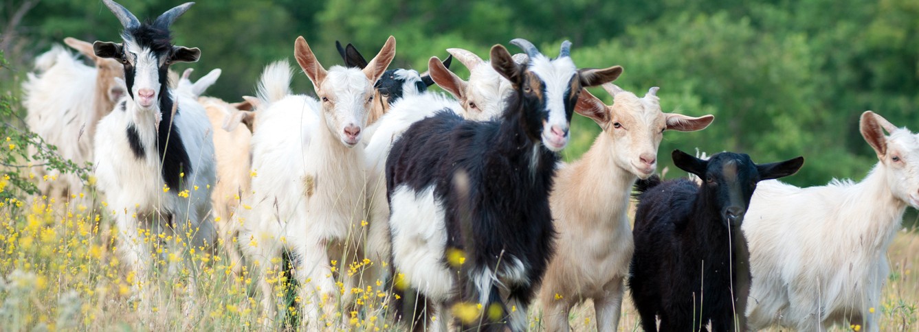 ResourcesHeaderImage