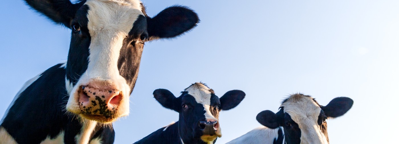 Cows Looking at Camera