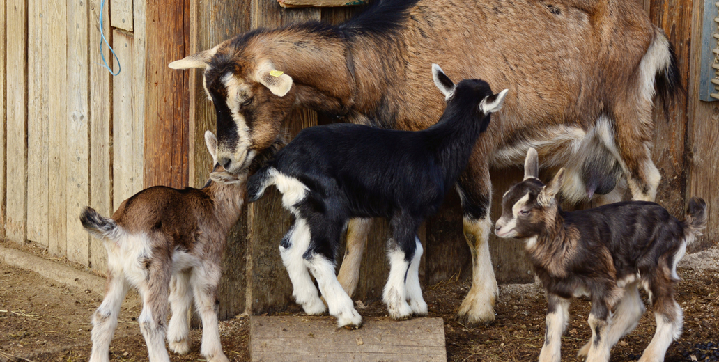 ACSLexiconGlossary feature