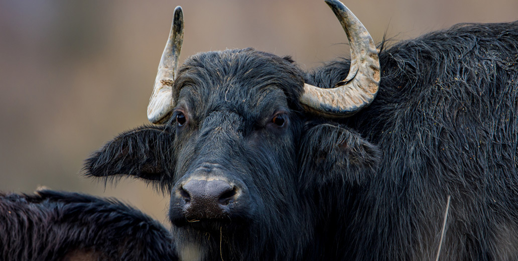 AccessBodyOfKnowledge feature