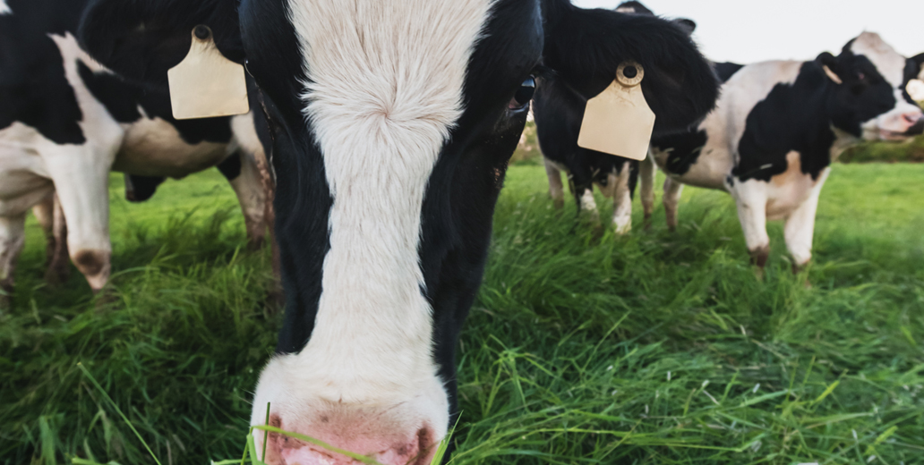 BodyOfKnowledge feature