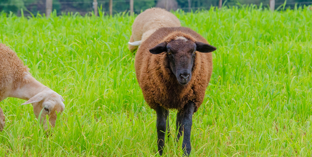 CheeseEducatorDirectory feature