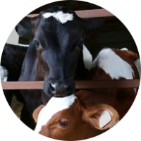 BodyOfKnowledge Promo