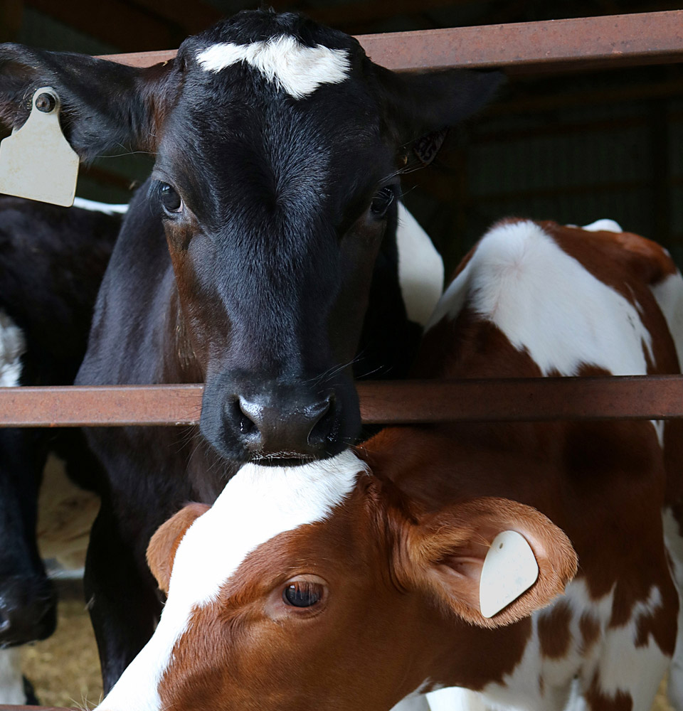 CheeseReadsBlogsLinksImage