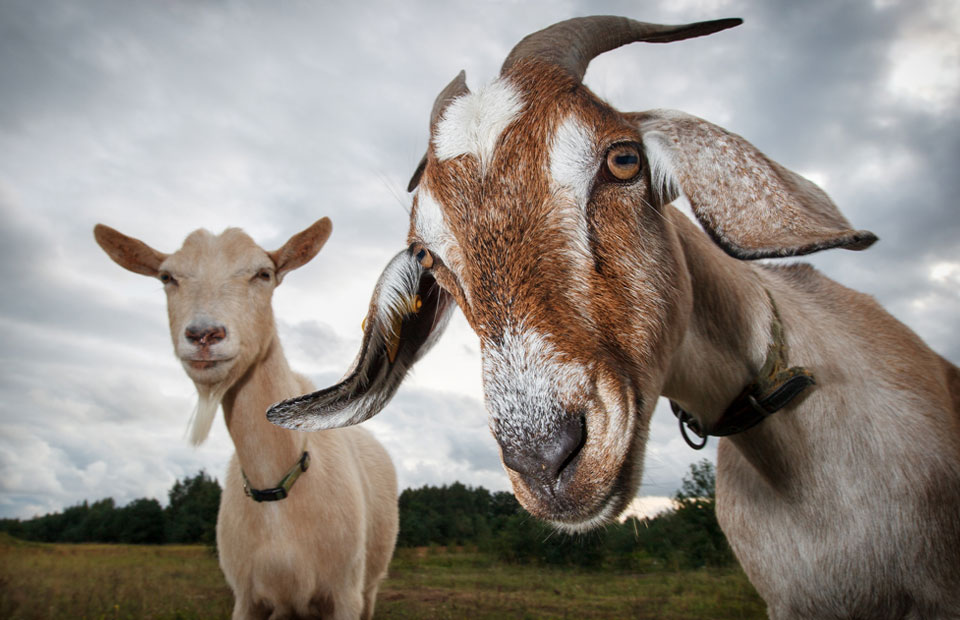 ScholarshipsLinksImage